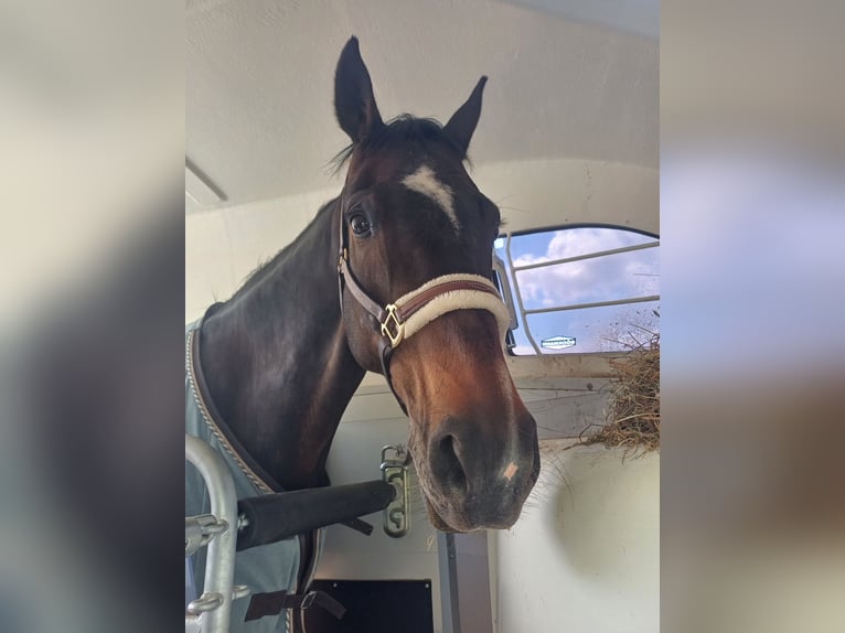 Koń holsztyński Klacz 13 lat 162 cm Gniada in Löhnberg