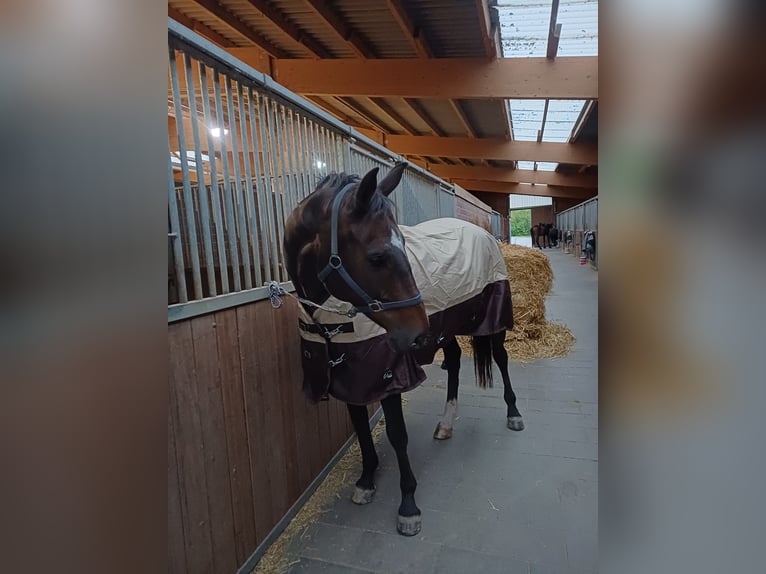 Koń holsztyński Klacz 13 lat 162 cm Gniada in Löhnberg