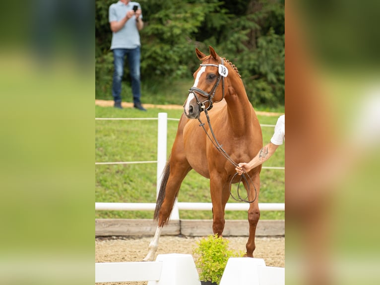 Koń holsztyński Klacz 13 lat 163 cm Kasztanowata in Ligist