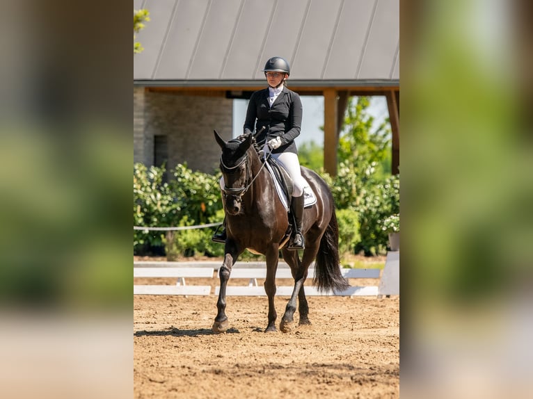 Koń holsztyński Klacz 13 lat 163 cm Skarogniada in Schlalach