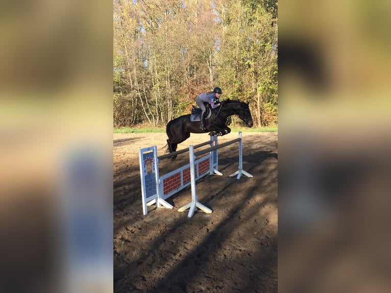 Koń holsztyński Klacz 13 lat 166 cm Ciemnogniada in Duvensee