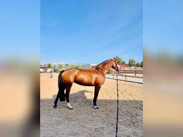 Koń holsztyński Klacz 13 lat 168 cm Gniada in Oliva