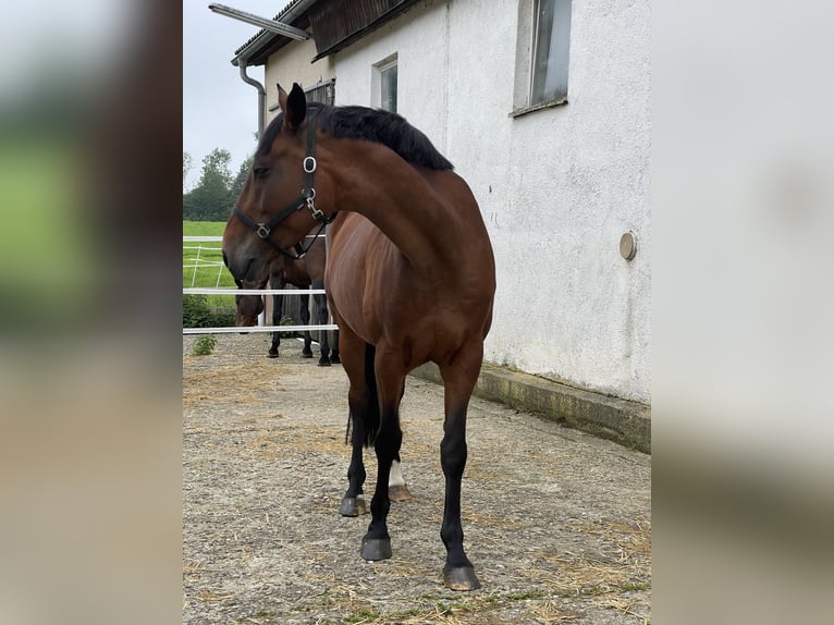 Koń holsztyński Klacz 13 lat 169 cm Gniada in Münsingen