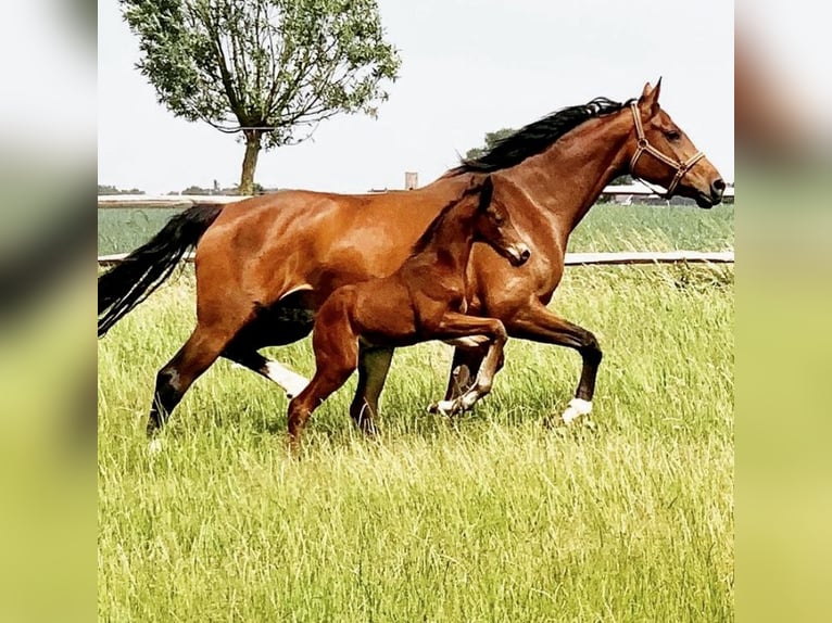 Koń holsztyński Klacz 13 lat 169 cm Gniada in Torhout