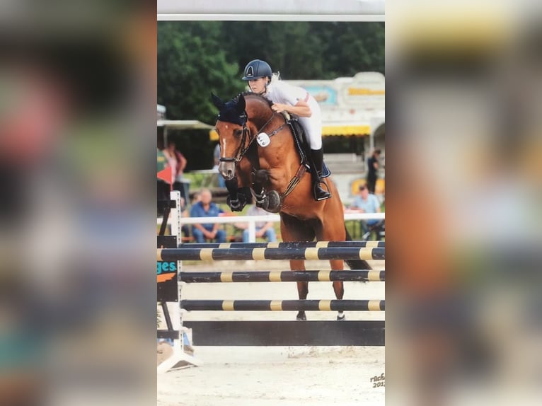 Koń holsztyński Klacz 13 lat 170 cm Gniada in Hennef