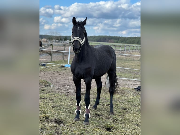 Koń holsztyński Klacz 13 lat 170 cm Siwa in Fehrenbötel