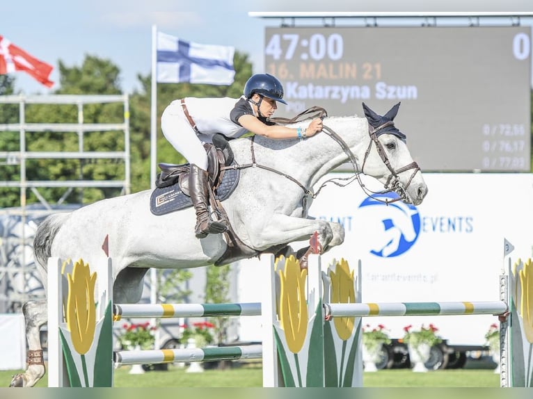 Koń holsztyński Klacz 13 lat 170 cm Siwa in Pniewy