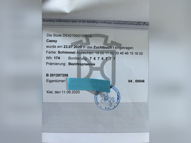Koń holsztyński Klacz 13 lat 174 cm Siwa in Idstedt