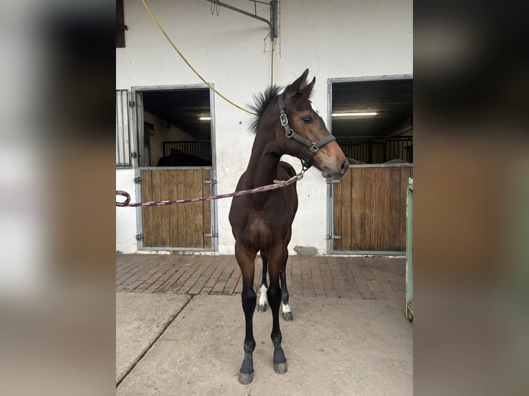 Koń holsztyński Klacz 13 lat 175 cm Ciemnogniada in Petershagen