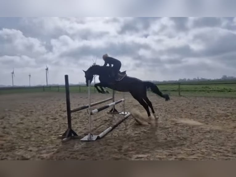 Koń holsztyński Klacz 13 lat 175 cm Ciemnogniada in Petershagen