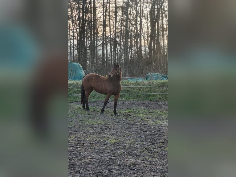 Koń holsztyński Klacz 14 lat 164 cm Gniada in Schmilau