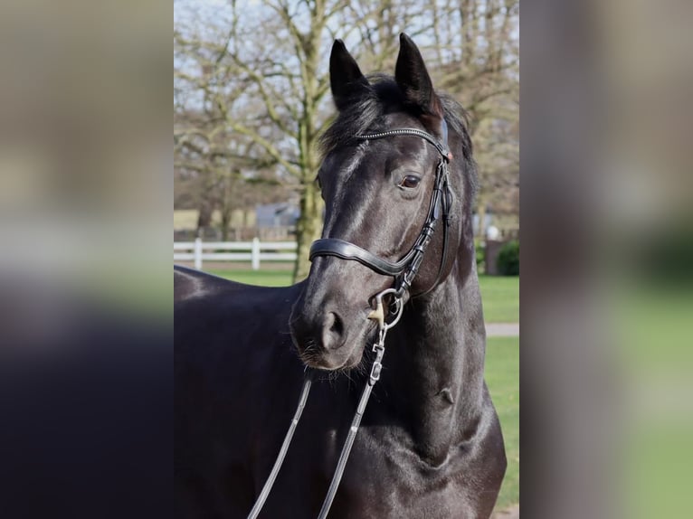 Koń holsztyński Klacz 14 lat 165 cm Ciemnogniada in Bendestorf