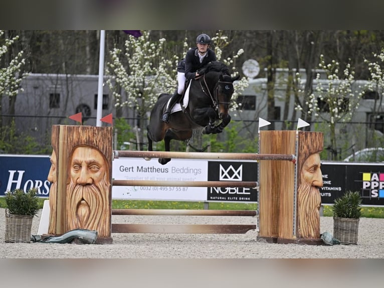Koń holsztyński Klacz 14 lat 165 cm Gniada in Słupsk