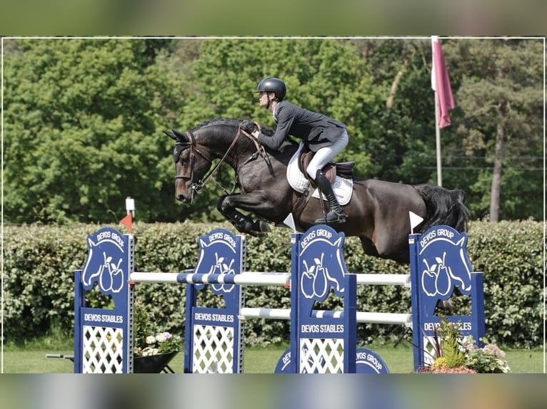 Koń holsztyński Klacz 14 lat 165 cm Gniada in Słupsk