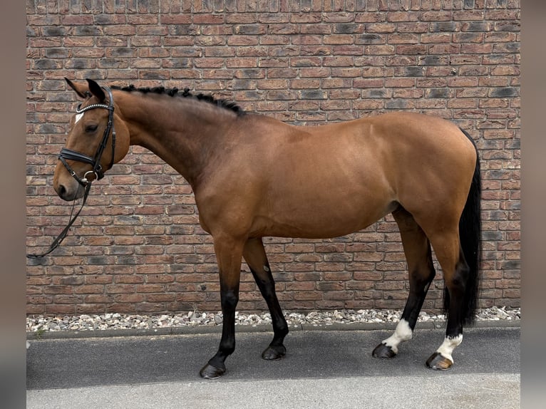 Koń holsztyński Klacz 14 lat 165 cm Gniada in Niederkassel