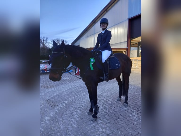 Koń holsztyński Klacz 14 lat 165 cm Gniada in Bad Wildungen