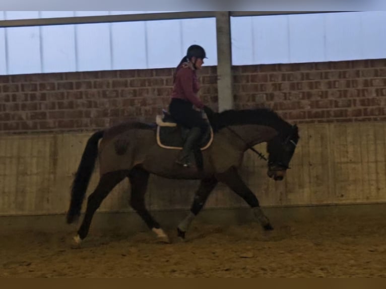 Koń holsztyński Klacz 14 lat 165 cm Skarogniada in Wachtendonk