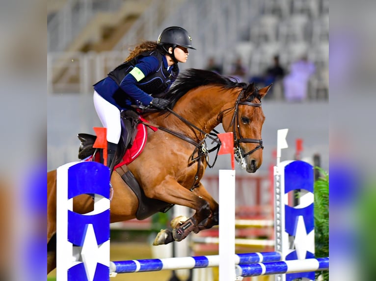 Koń holsztyński Mix Klacz 14 lat 166 cm Gniada in Mabella North, Seeb