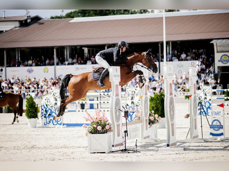 Koń holsztyński Klacz 14 lat 167 cm Gniada in Komorniki