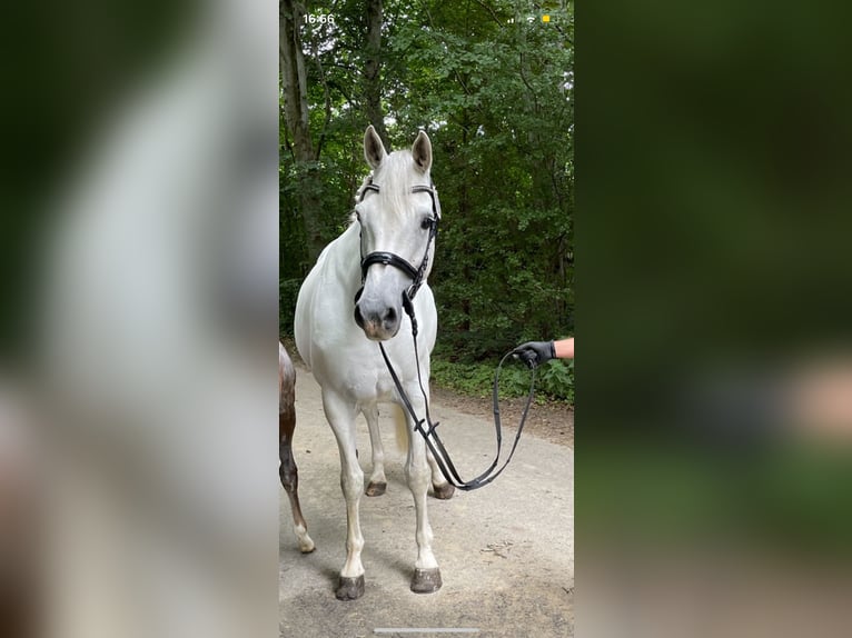 Koń holsztyński Klacz 14 lat 167 cm in Leck