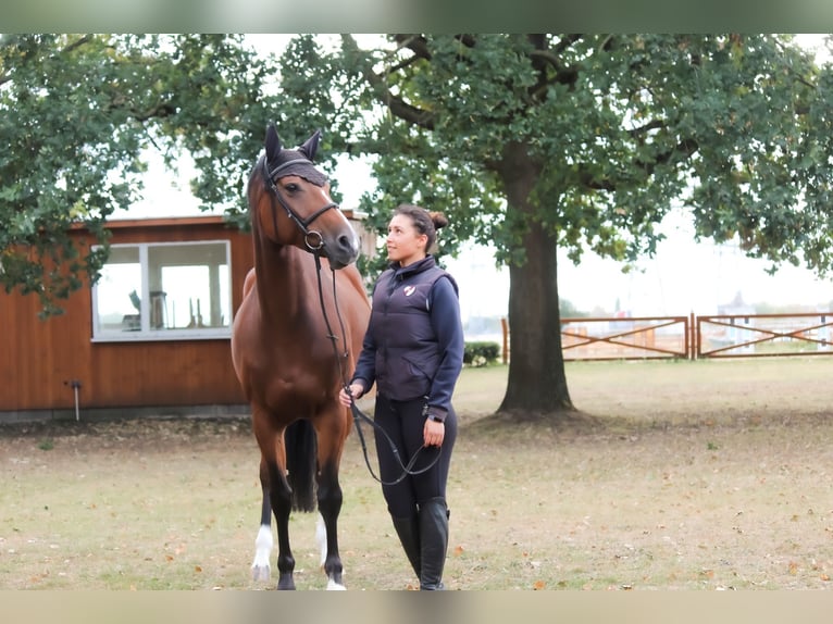Koń holsztyński Klacz 14 lat 171 cm  in Hennef