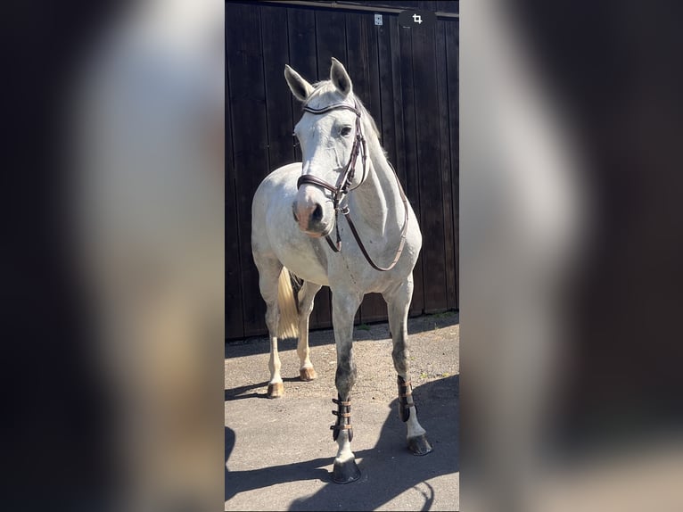 Koń holsztyński Klacz 14 lat 172 cm Siwa in Buchen (Odenwald)