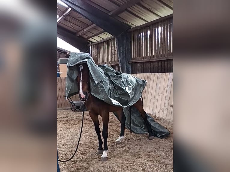 Koń holsztyński Klacz 14 lat 174 cm Gniada in Kiel