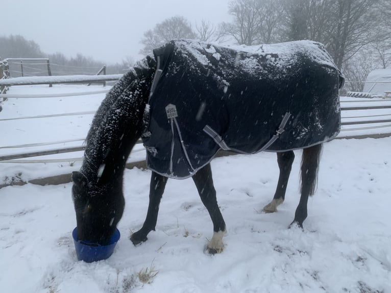 Koń holsztyński Klacz 14 lat 174 cm Gniada in Kiel