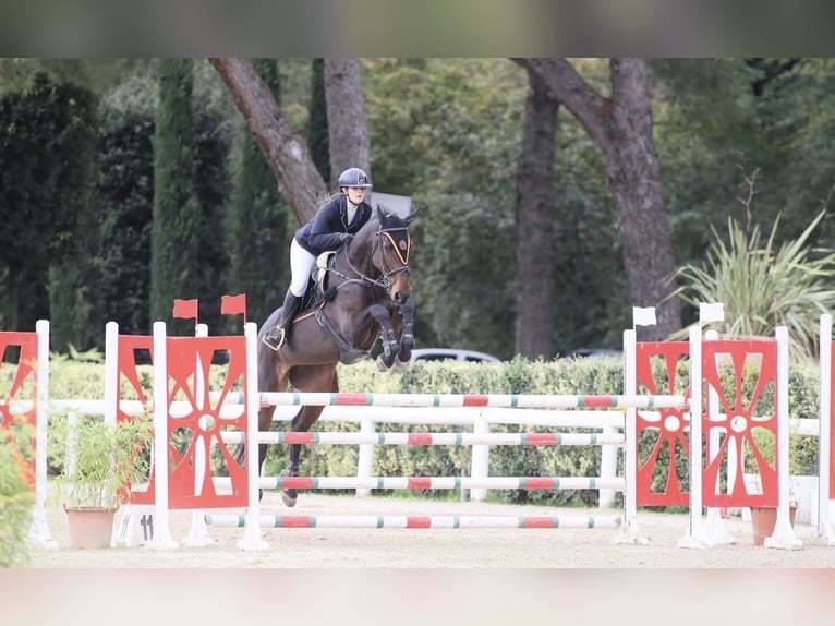 Koń holsztyński Klacz 14 lat 174 cm Gniada in montelupo fiorentino