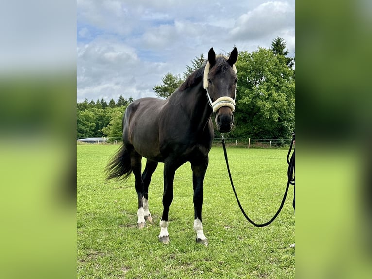 Koń holsztyński Klacz 14 lat 179 cm Gniada in Rastede