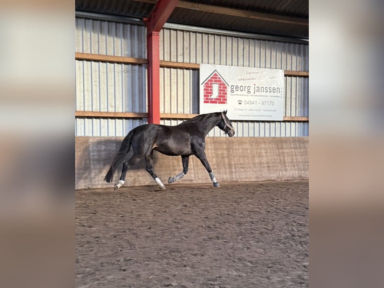 Koń holsztyński Klacz 14 lat 179 cm Gniada in Rastede