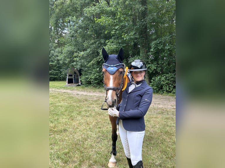 Koń holsztyński Klacz 15 lat 163 cm Gniada in Neuenkirchen