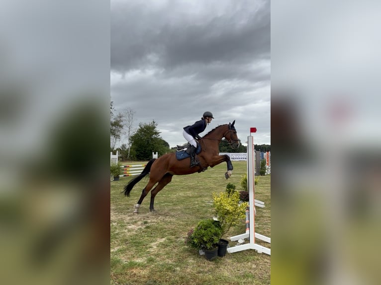 Koń holsztyński Klacz 15 lat 163 cm Gniada in Neuenkirchen