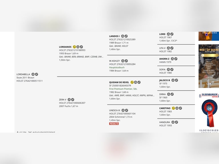 Koń holsztyński Klacz 15 lat 163 cm Gniada in Neuenkirchen