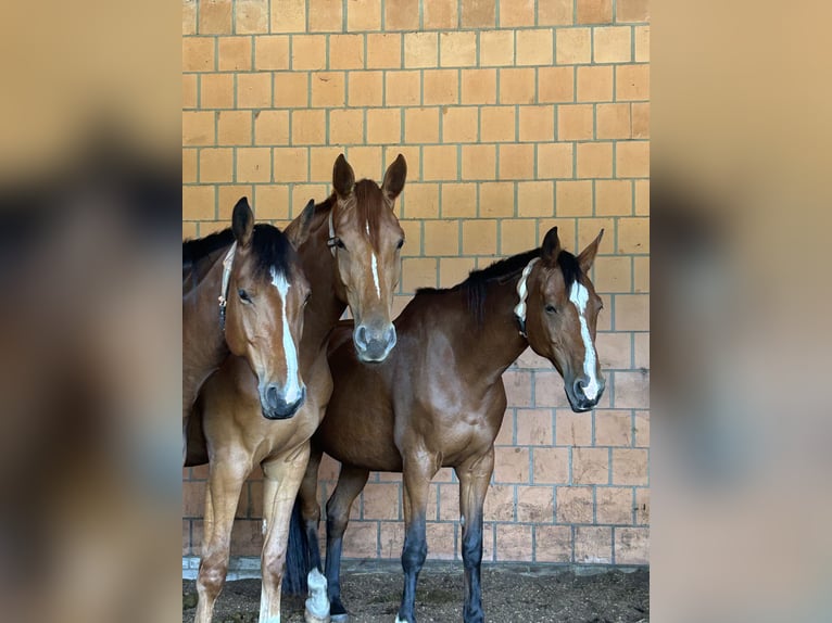 Koń holsztyński Klacz 15 lat 163 cm Gniada in Neuenkirchen