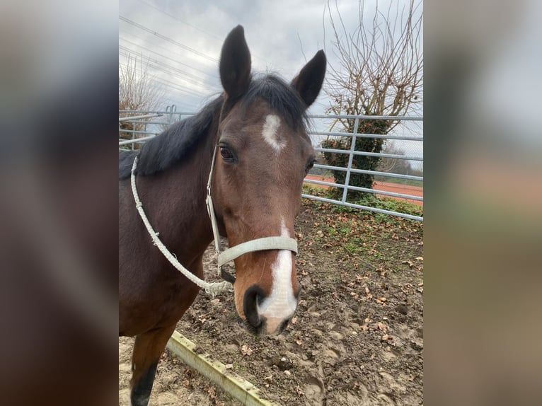 Koń holsztyński Klacz 15 lat 164 cm Gniada in Bahlingen am Kaiserstuhl