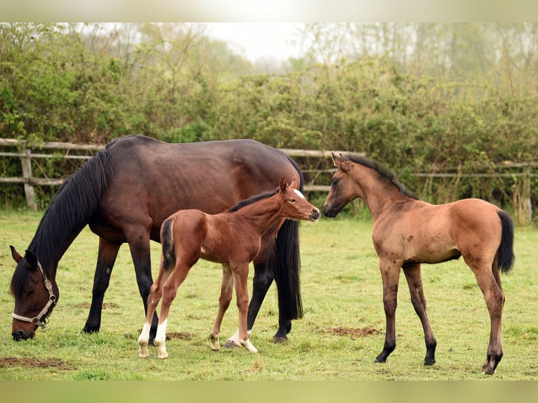 Koń holsztyński Klacz 15 lat 164 cm Gniada in Sievershütten
