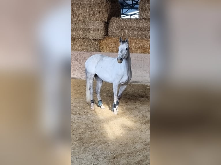 Koń holsztyński Klacz 15 lat 164 cm Siwa jabłkowita in Euskirchen