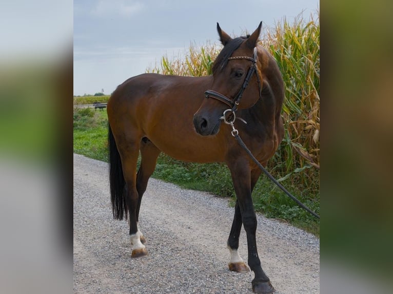 Koń holsztyński Klacz 15 lat 166 cm Gniada in Weil