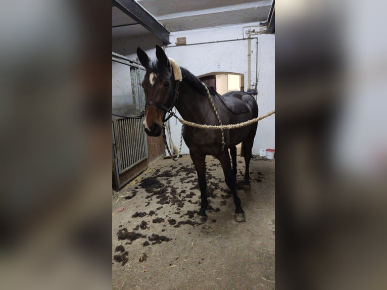 Koń holsztyński Klacz 15 lat 166 cm Gniada in Echzell