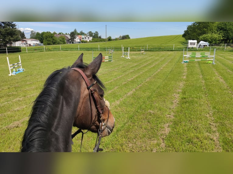 Koń holsztyński Klacz 15 lat 166 cm Gniada in Echzell