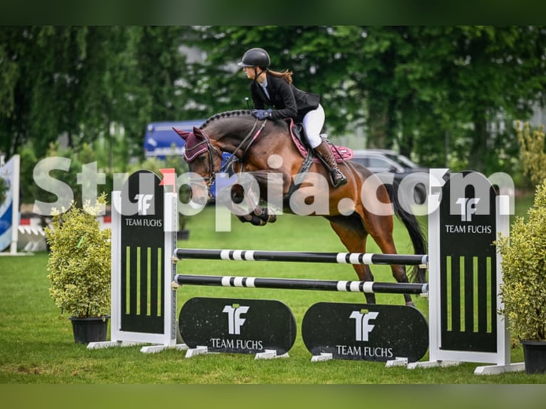 Koń holsztyński Klacz 15 lat 168 cm Gniada in Rickenbach Sulz