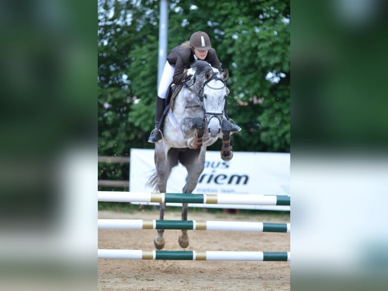 Koń holsztyński Klacz 15 lat 168 cm Siwa in Steinenbronn