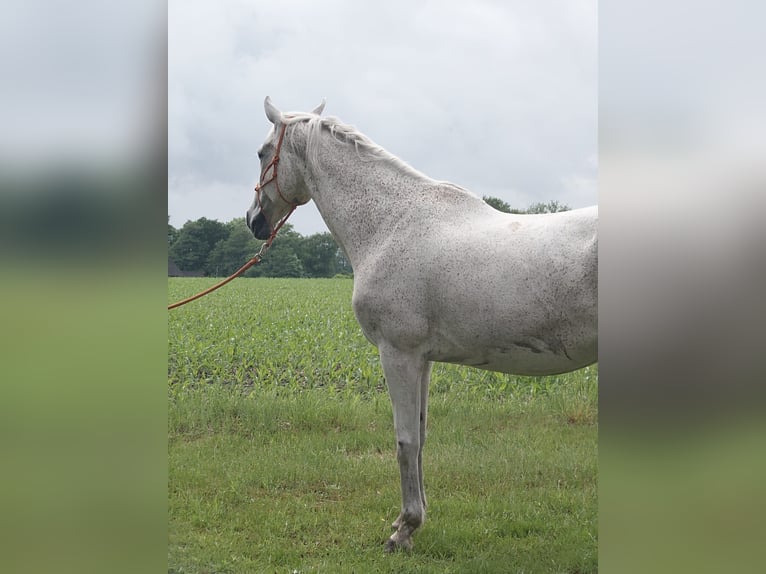 Koń holsztyński Klacz 15 lat 168 cm Siwa in Himmelpforten
