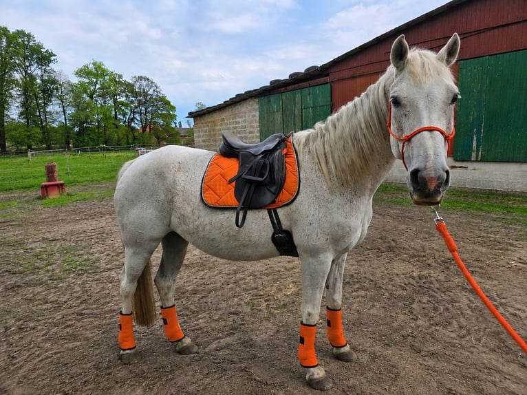 Koń holsztyński Klacz 15 lat 168 cm Siwa in Himmelpforten