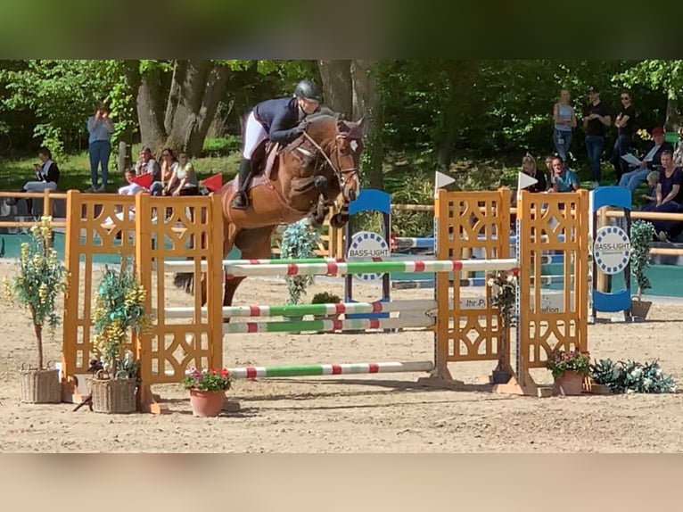 Koń holsztyński Klacz 15 lat 170 cm Gniada in Villmar