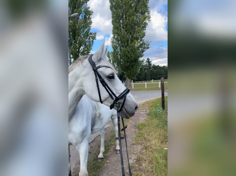 Koń holsztyński Klacz 15 lat 172 cm Siwa in Winsen (Aller)