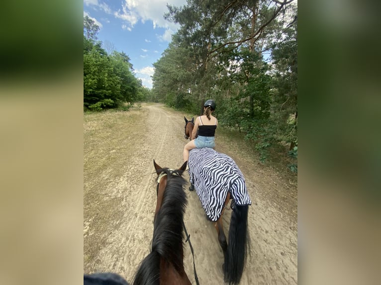Koń holsztyński Klacz 16 lat 163 cm Gniada in Teupitz