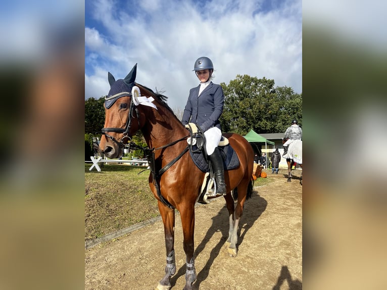 Koń holsztyński Klacz 16 lat 163 cm Gniada in Teupitz