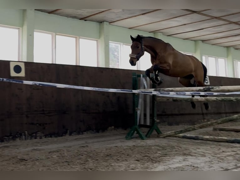 Koń holsztyński Klacz 16 lat 163 cm Gniada in Teupitz